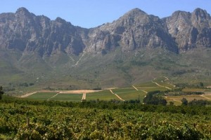 #15 Just the Vines